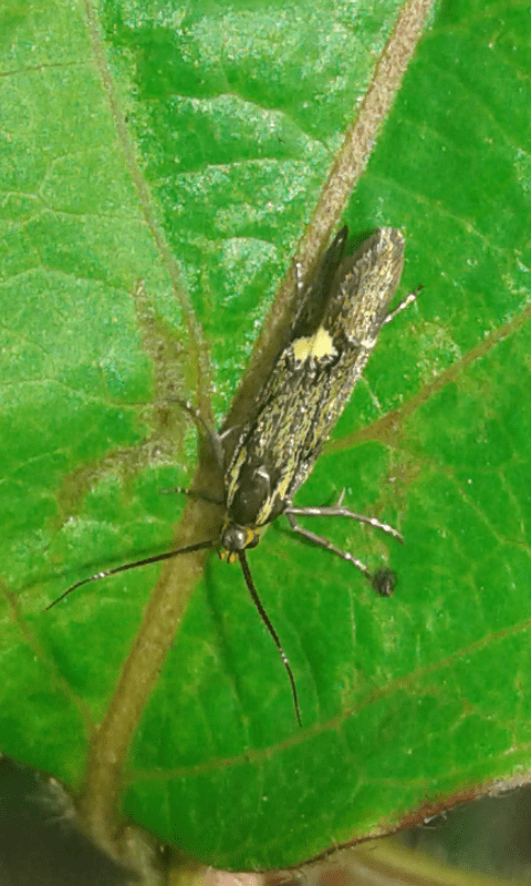 Esperia sulphurella (Oecophoridae)? S